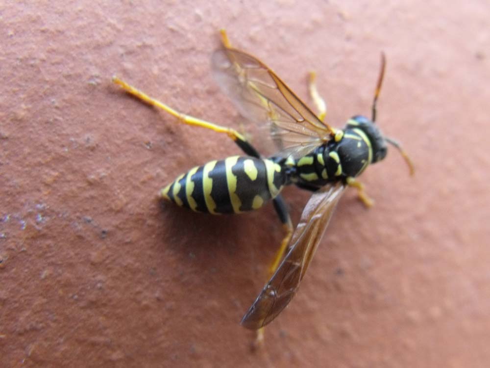 Polistes cf. nimpha F (Vespidae)